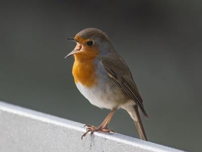 robinsings_featured