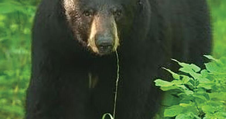 OUTDOORS: Residents reminded to be ready for bear visits