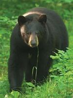OUTDOORS: Residents reminded to be ready for bear visits