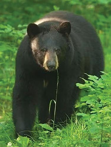 black bear 2026