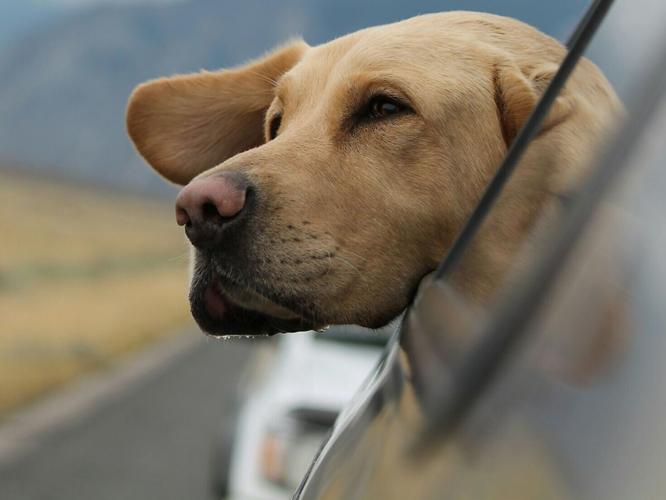dogz_featured