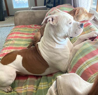 Pet Spot: Dogs Fred, Ellie keep watch on family’s yard
