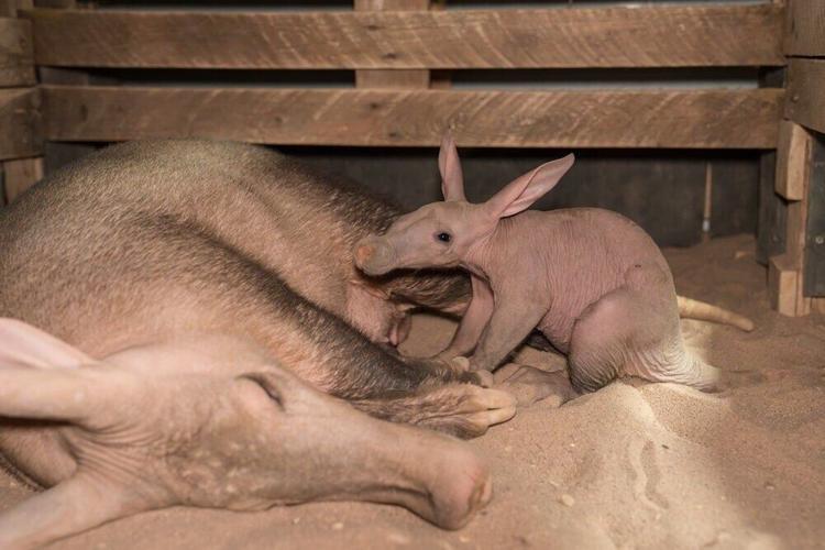Zookeepers step in to help raise baby aardvark by bottle-feeding it milk