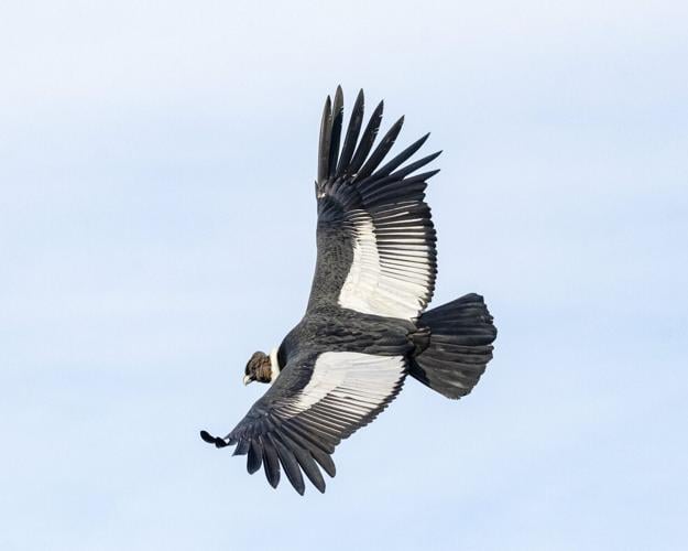 Flying really is the most energy efficient form of travel for birds, shows study