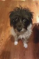 Pet spot: Maggie a Jack Russell terrier even with long hair