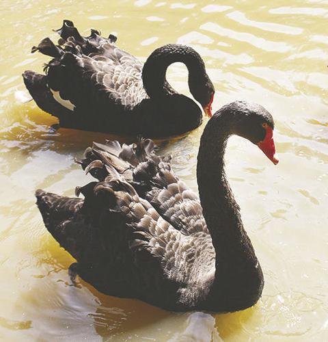 Australian black swans.JPG
