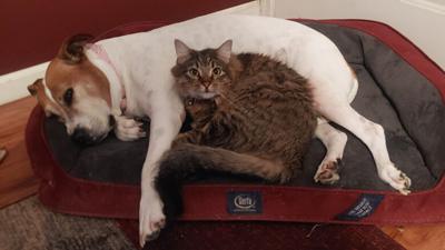 Michael Braun of Imperial said his dog and cat are best buddies.