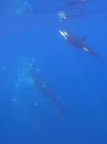 Orcas caught on camera ramming one of worlds heaviest fish so hard it exploded