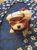 Pet spot: Princess Gracie Diane dresses up for pool day