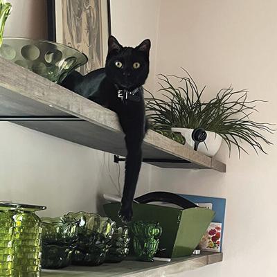 Pet Spot: Kuro the cat loves to climb