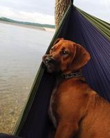 Pet spot: Piper likes hammock time