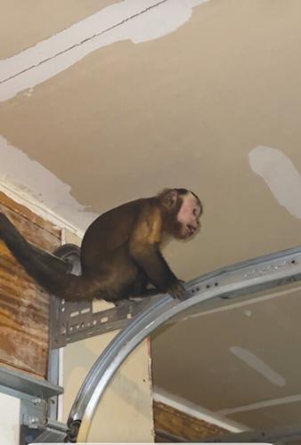 Monkey found in Imperial garage