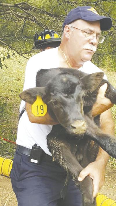 Firefighters rescued a calf from a 20-foot hole in Imperial on Monday.
