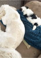 Pet spot: Jack and Ralph are active, little dogs