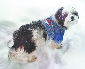 David Michael Colona's dog, Elvis