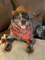 Pet Spot: Levi does not appreciate cowboy hat, but looks good in it, owner says