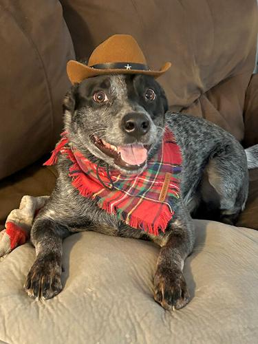 Pet Spot: Levi does not appreciate cowboy hat, but looks good in it, owner says