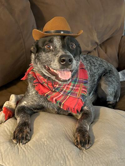 Pet Spot: Levi does not appreciate cowboy hat, but looks good in it, owner says