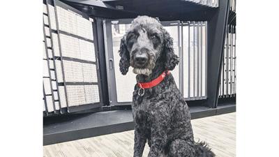 Noodles the Golden Doodle can sometimes be spotted at Kelly’s Flooring, 2311 Little Antire Road, in High Ridge.