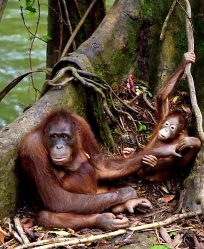 Animal rescuers show off adorable orangutan mums in time for Mother’s Day