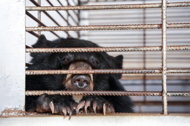 Record rescue frees 27 bears from illegal bile farm