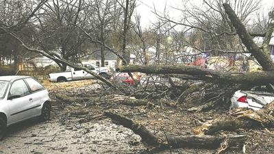 3-2-18 festus tree falls