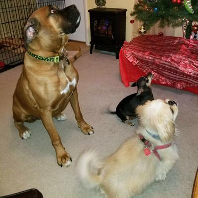 Doris Burkey of High Ridge sent in this photo of Casanova, left, Goonie, in front right, and Lala taken during Christmas season a few years ago when the dogs were looking for a treat.