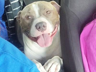 Chevy in the backseat of his family's vehicle.