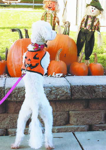 Judith Leonard of Festus says she enjoys when her sister's dog, Trixie, visits.