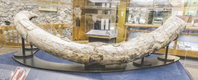 mastodon tusk