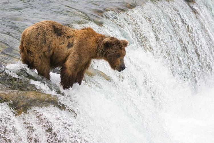 Fat Bear Week returns to pick Alaska’s bulkiest bear