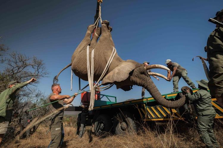 Heartwarming moment elephant released into the wild- immediately taken in by herd