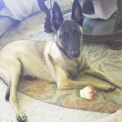 Brandi Buffington sent in this photo of her Belgian Malinois, Memphis.