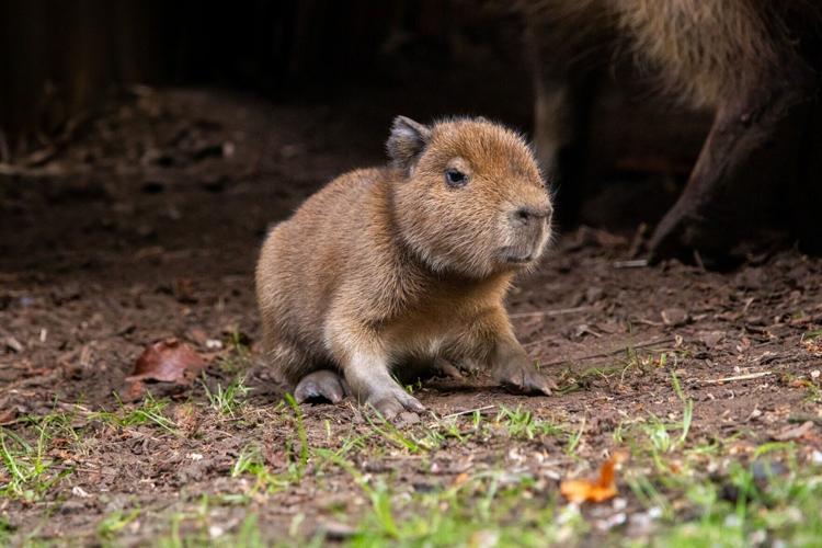 First baby capybara born in Scotland for nearly 20 years