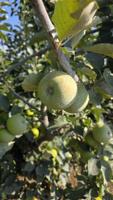 Farmer has to use suncream on apples to prevent them from cooking in heatwave