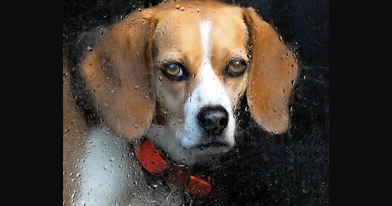 Send in pet pictures in photo contest for Grand Times | Local News - Vimarsana News