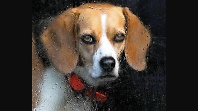 Karen McGillis of House Springs took home the first-place prize last year with this picture of her 11-year-old Beagle, Zoe.