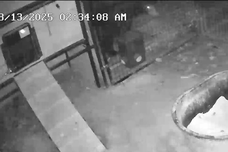 MDC reminds residents not to feed bears after one spotted in Festus