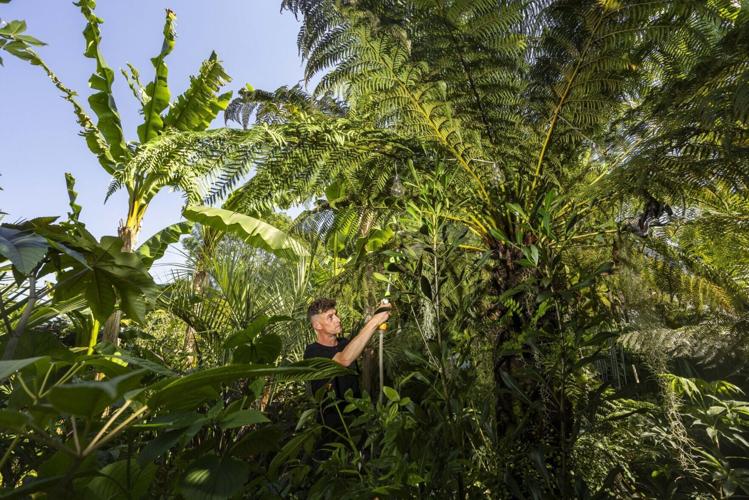 Couple’s tropical jungle garden ‘thrives’ in the heat wave