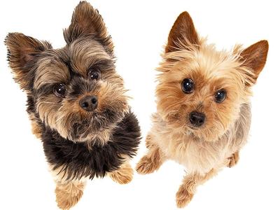 Holly Gilliam-Luechauer sent in this photo of her dogs, Bentley, right, and Caroline.