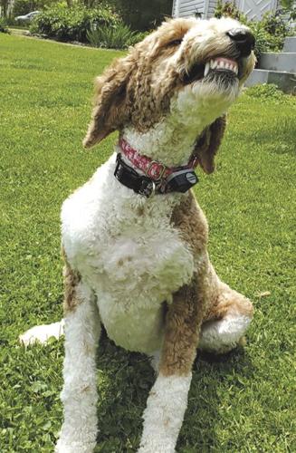 Pet Spot: Goldendoodle Gracie sports great smile