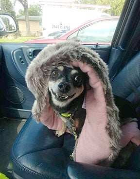 Louie, 14-year-old Chihuahua, remains active
