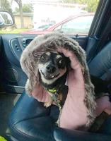 Louie, 14-year-old Chihuahua, remains active