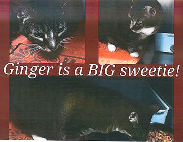 Ginger is up for adoption at Arnold Animal Control
