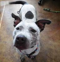 Confetti likes playing with toys, but not cats