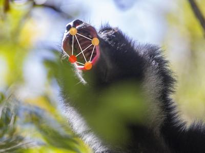lemur_featured