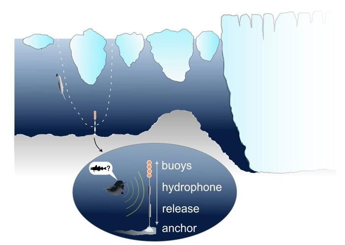 Narwhals caught on camera colliding with deep ocean monitors