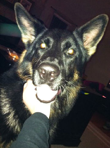 Arnold Police dog, Rocky