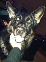 Arnold Police dog back on duty following nine-hour search on Wednesday