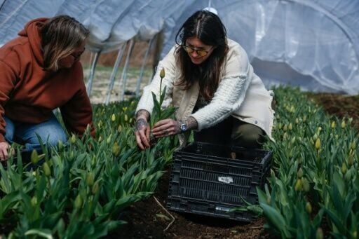 Cropsey Farm has been coping with a jump in fuel prices since the start of the Middle East war
